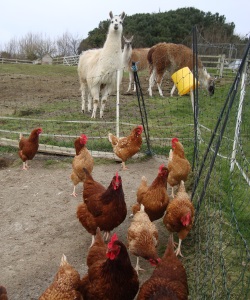 Chickens & llamas