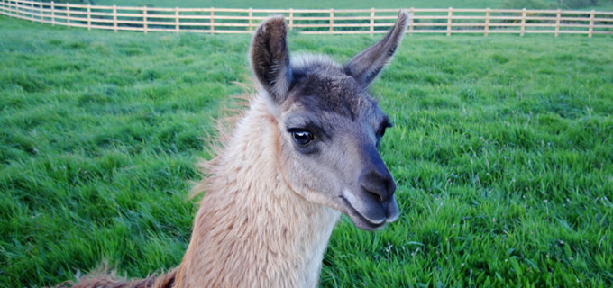 Llama